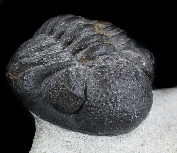 Nice Morocops Trilobite - Foum Zguid, Morocco #36021